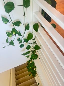 Huge Extra Long Golden Pothos Plant – Over 15 Feet Long!