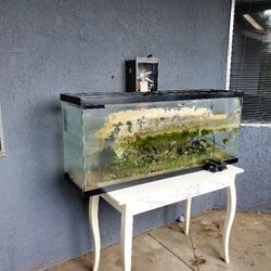 Fish Tanks