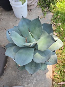 2 blue agave plants with white planters. Modern looking and healthy.