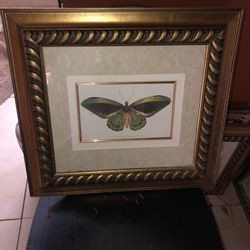 Green Butterfly Portrait 