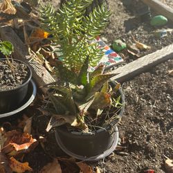 Combo plant, aloe vera and succulent
