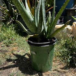 Aloe plant #2