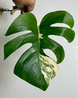 Albo Monstera Cutting $60