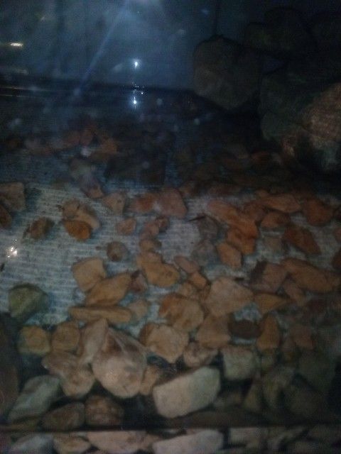 Accepting Ang Aquariums,Fish, Accessories Ext Fresh Or SA lt