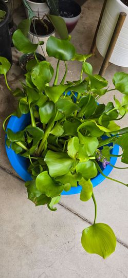 Live Water Hyacinth Plant ****pick up today***