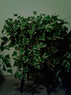 2 Beautiful HUGE Faux Ivy Plants $30. Each