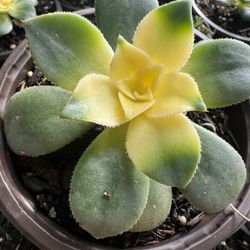 Succulents Plants 4”pot
