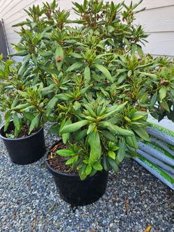 Rhododendron