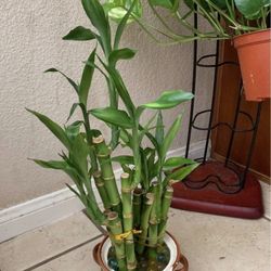 Lucky Bamboo 10” To 18”9 Rooted Live Plant But No Pot.