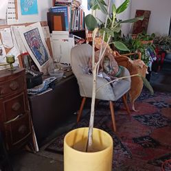 Ficus With 3.5ft Ceramic 