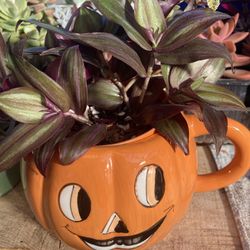 Halloween Pumpkin Planter with Plant