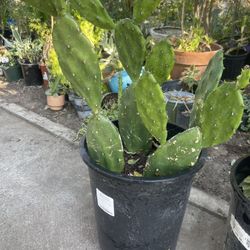 Cuctus Plant 