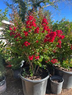 Red crape Myrtle