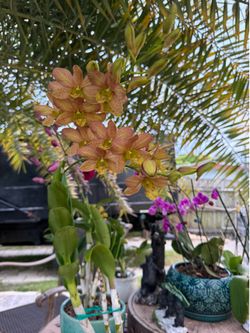 Orchid