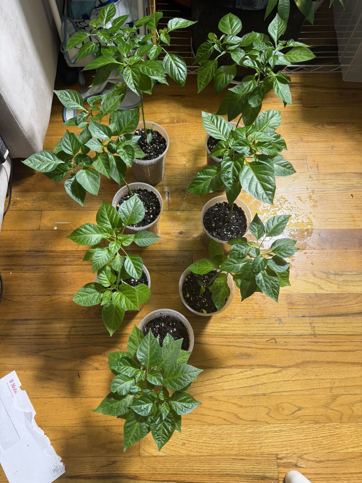 Pepper Plants
