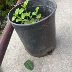 Planta Pitiona