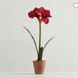 Pottery Barn Faux Potted Amaryllis ( New )