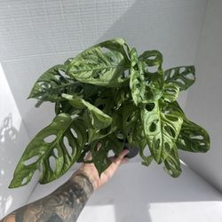 Monstera Adansonii