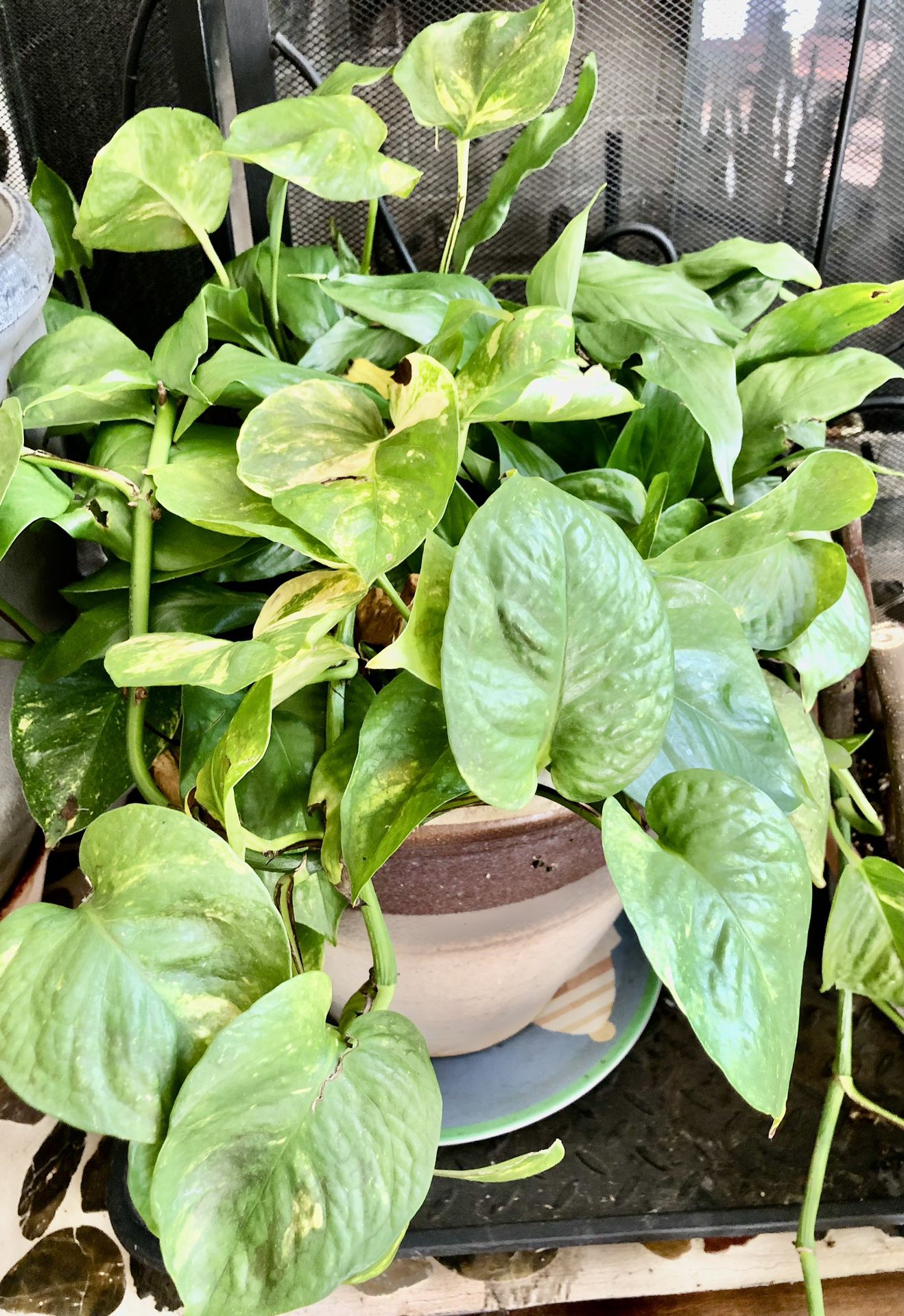 Indoor Plants In Big Ceramic Pot