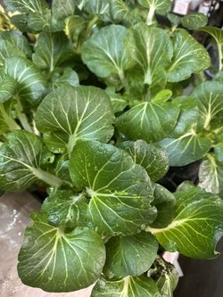 Bok Choy / Chinese Cabbage