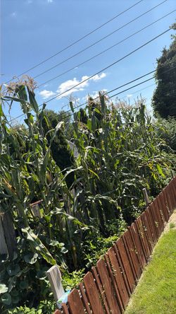 Corn plants