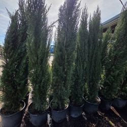 Pinos Italianos Cypress 7gallones 8ft Tall 