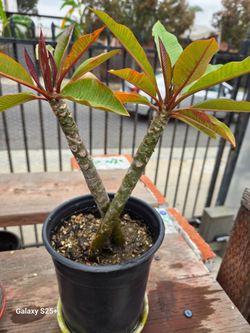 PINK PLUMERIA PLANT