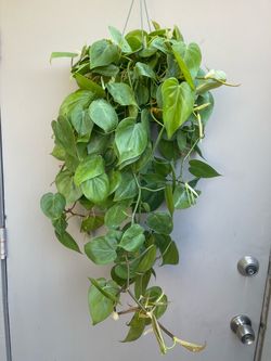 Heartleaf Philodendron Cordatum Trailing House Plant 6” Hanging Pot