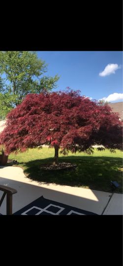 Massive 10’ x 10’ Japanese Maple