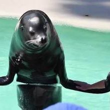 **** Summer Savings SeaWorld Or Sesame Place 