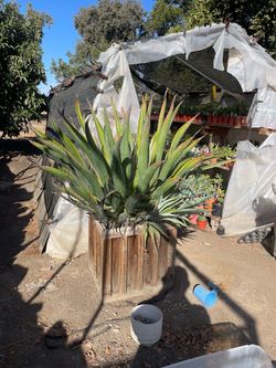 Variegated Dwarf Smooth Agave