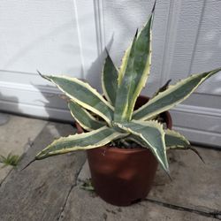 Agave