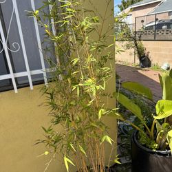 Bamboo Plants