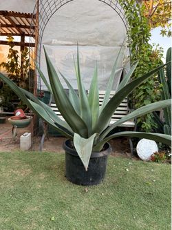 Agave Plant