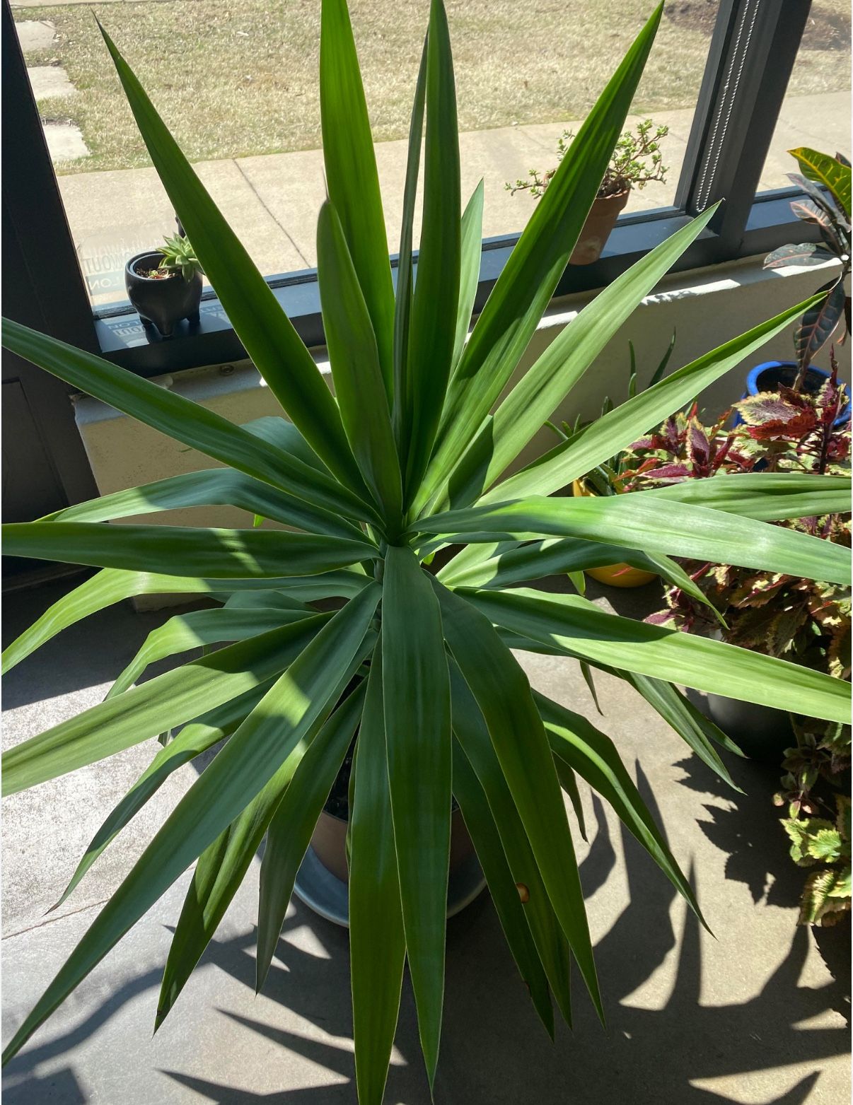 Yucca Elephantipes (Spineless Yucca)