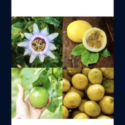 Passion Fruit Yellow Seedling Tree Plant 1 Gallon