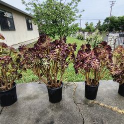 Jade Plants...7 Dollars Each 