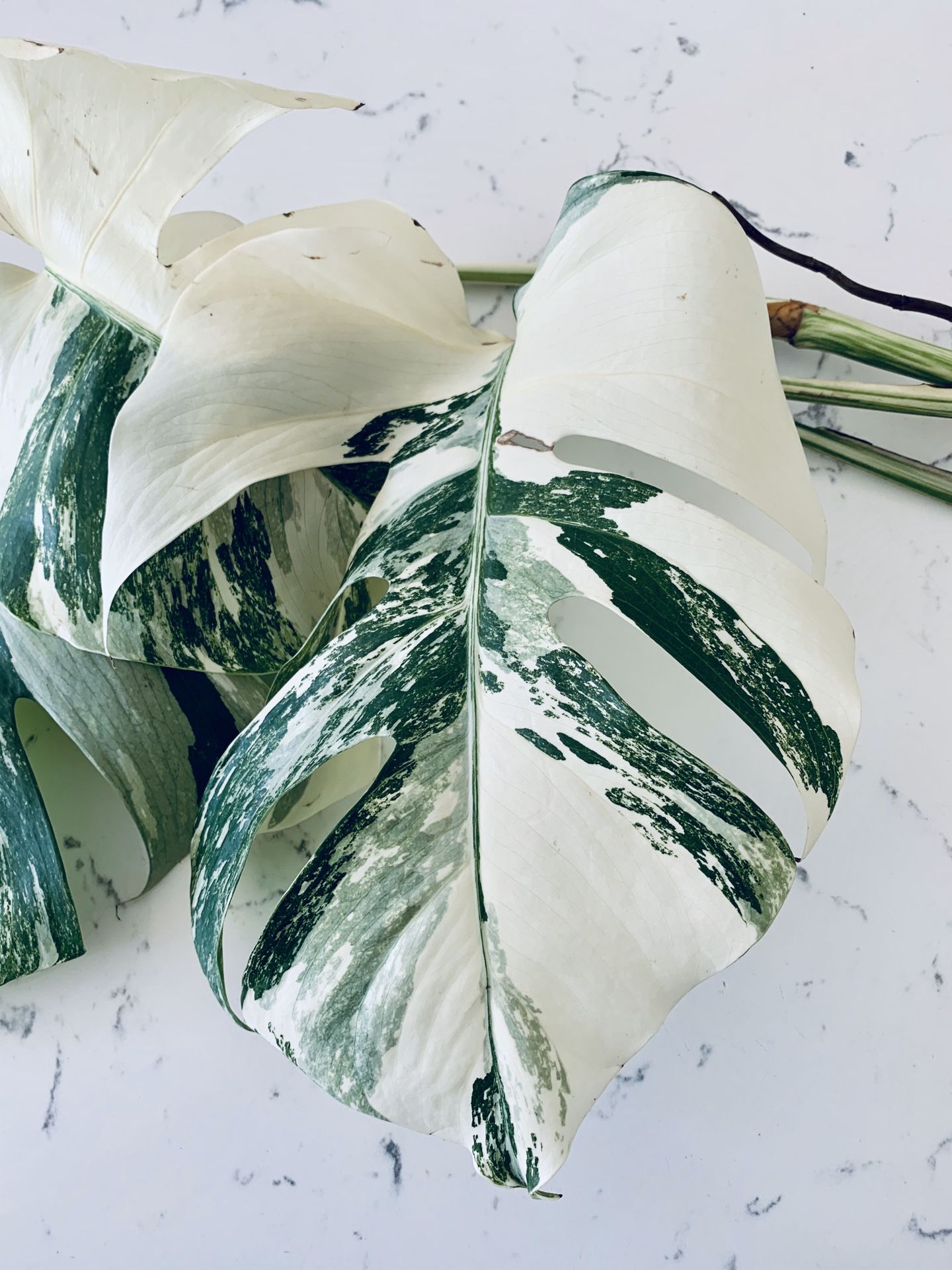 RARE Variegated Monstera Albo Cutting $395