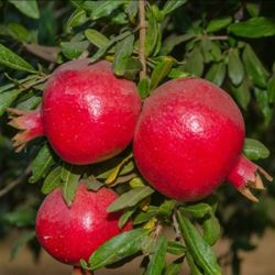 Pomegranate  Tree