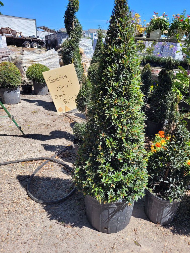 Topiaries (Small)