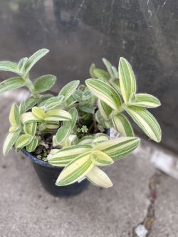 Tradescantia Silamontsna Shade Plant, In 1 Gallon Pot Pick Up Only