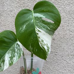 Beautiful Albo Monstera Top Plant CUTTING- Rooted 