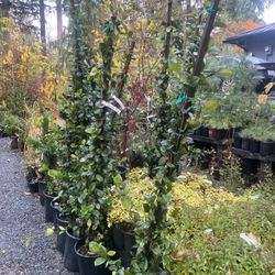 Nice Big Star Jasmine Plants