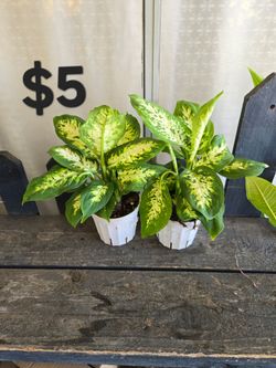 Dieffenbachia
