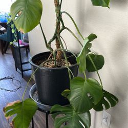  Plant