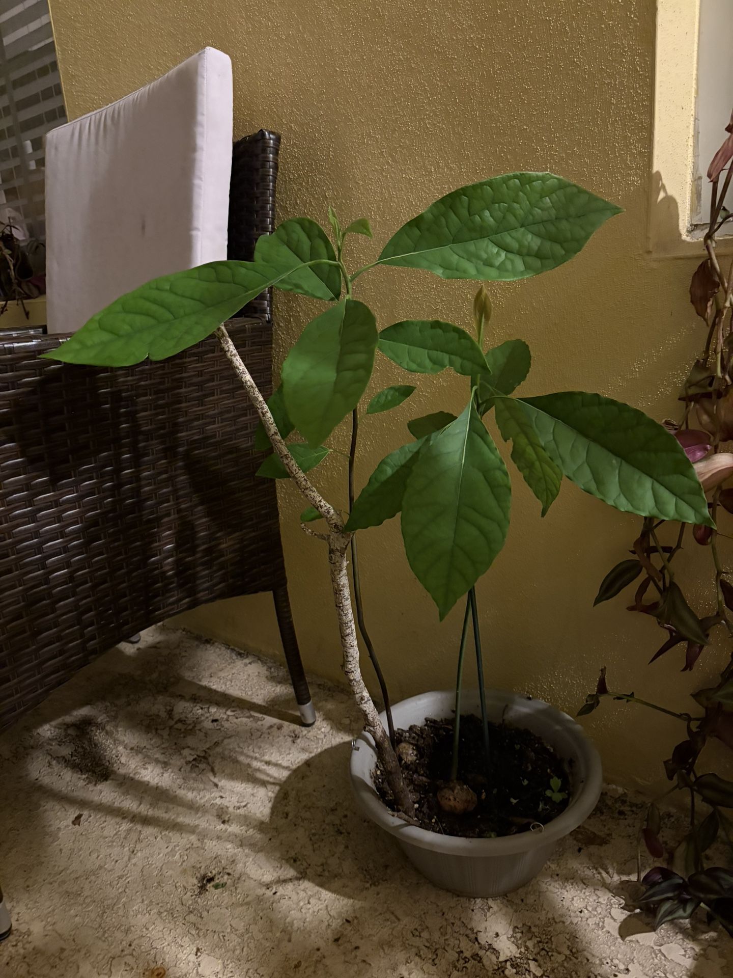 2 Large Avocado Plants