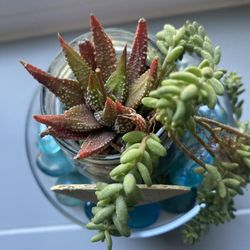 Live Succulent Plants For 4th