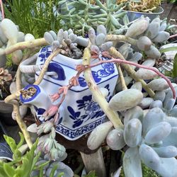 Potted Succulents In Different Kinds Of Pots