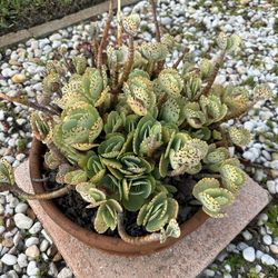 Plant sale - Multiple Types With Pots