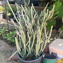24 Inch Tall Succulent Plant